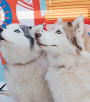 17 марта – Масленица