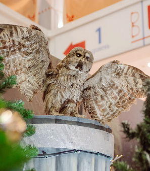 Резиденция Деда Мороза 2024/2025