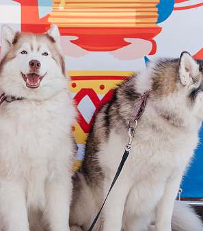 17 марта – Масленица