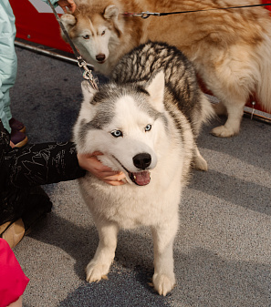 2 марта – Масленица