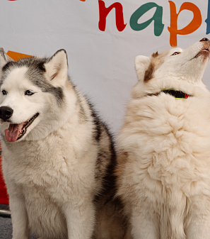 2 марта – Масленица